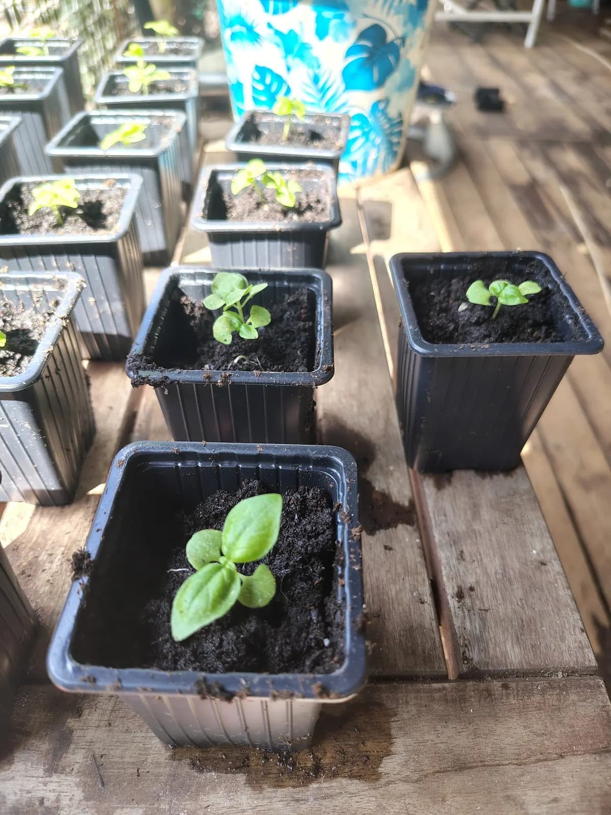 Photo de l'annonce : Plantes ( Basilic etc...) — Mamoudzou · Tsoundzou 2 (Maison)